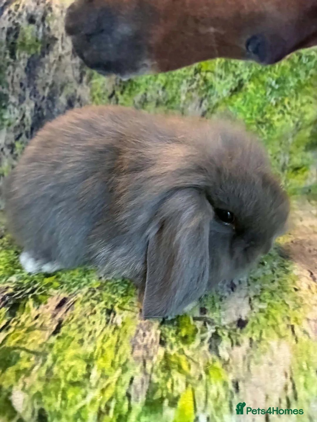 Mini Lop rabbits for sale: Beautiful mini Lop Baby Rabbits - Advert 1