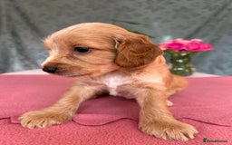 Cockapoo dogs for sale: Cocker Spaniel x Cockapoo Puppies Ready Soon  - Image 18