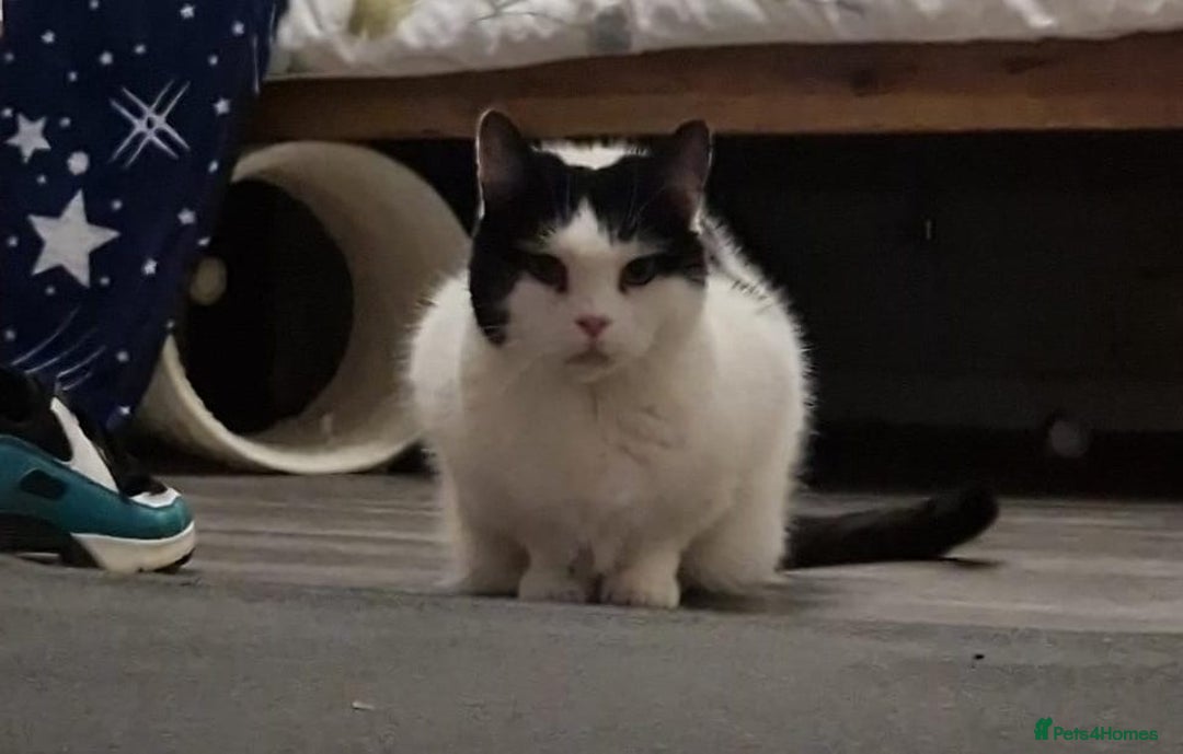 Mixed Breed cats for adoption: Bonded pair of kittens need new home - Advert 2