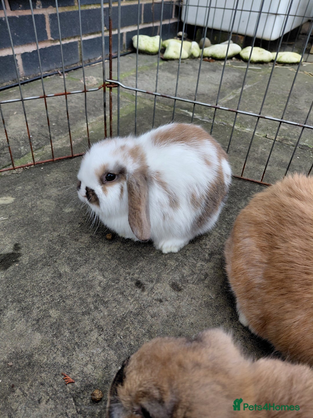 Mini Lop rabbits for sale: Mini Lop babies. All boys.  - Advert 8
