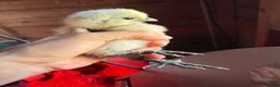 Chickens poultry for sale: Silkie Chickens, Chicks & Hatching Eggs Available - Advert 6