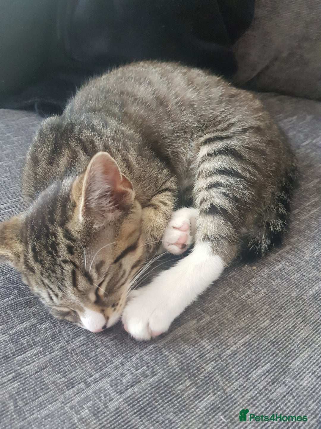 Bengal cats for sale: 5 beautiful kittens - Advert 6