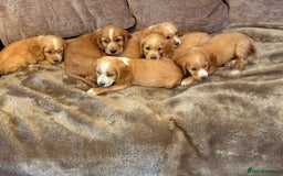 Cocker Spaniel dogs for sale: Stunning Litter of KC Reg Cocker Spaniel Puppies - Image 3
