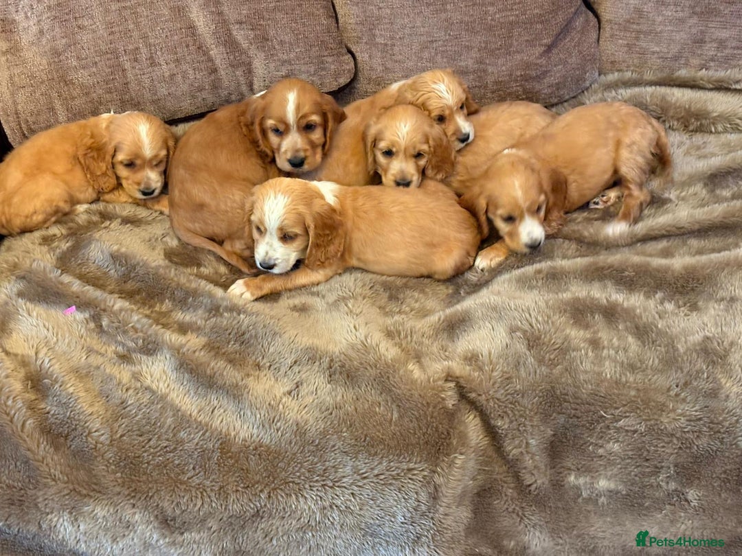 Cocker Spaniel dogs for sale: Stunning Litter of KC Reg Cocker Spaniel Puppies - Image 3