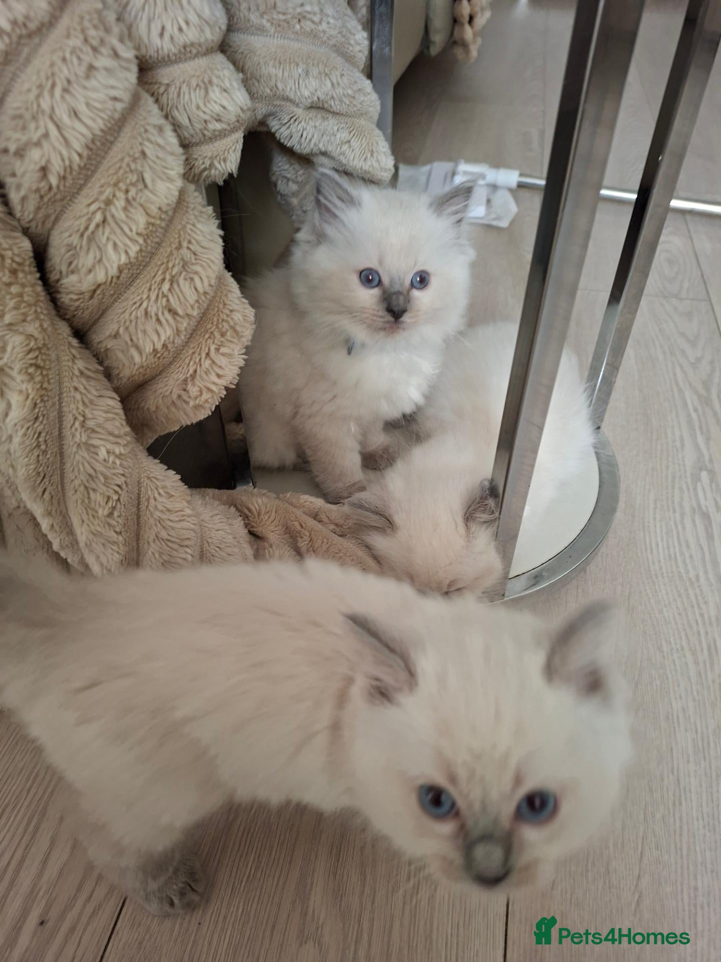 Ragdoll cats Beautiful Ragdoll kittens  - Advert 1