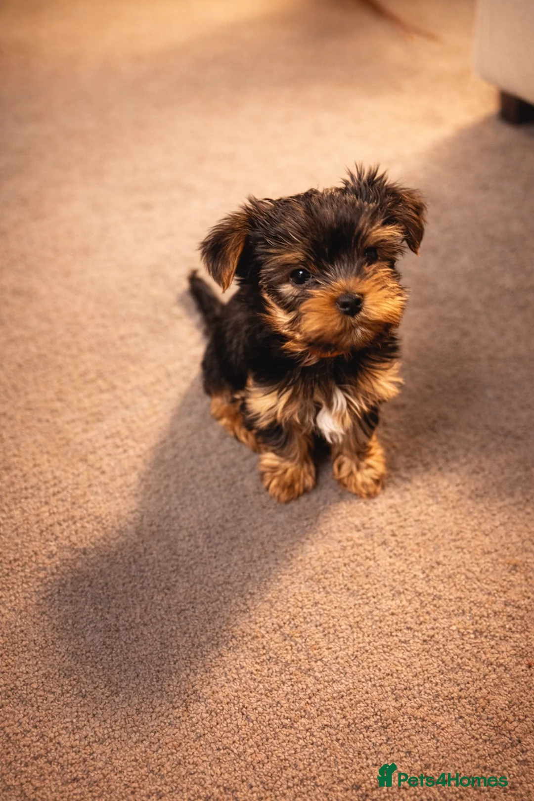 Yorkshire Terrier dogs for sale: 🌸 Adorable Yorkshire Terrier Puppies for Sale 🌸 - Advert 1
