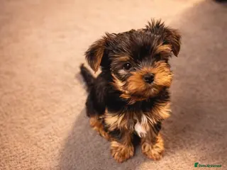 Yorkshire Terrier dogs 🌸 Adorable Yorkshire Terrier Puppies for Sale 🌸 - Advert 1