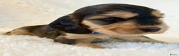 Cocker Spaniel dogs for sale: Fully Health Tested Showline Cocker Spaniel Pups - Advert 31