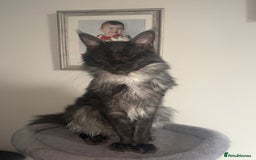 Maine Coon cats for sale: Beautiful Maine coon kittens TICA registered  - Image 18