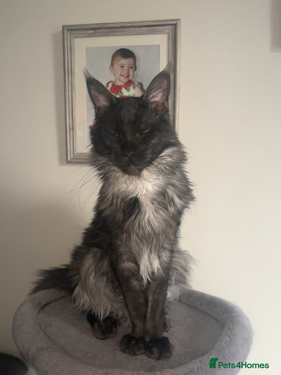Maine Coon cats for sale: Beautiful Maine coon kittens TICA registered  - Image 18