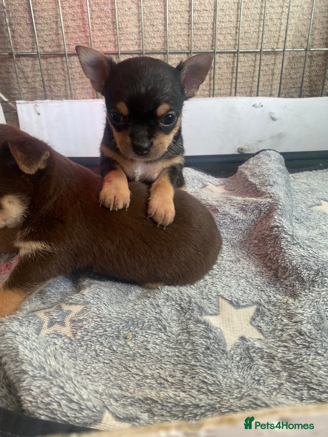 Chorkie dogs for sale: Chorkies Chihuahua/ Yorkshire terrier cross   - Advert 15