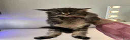 Maine Coon cats for sale: Maine coon kittens  in Winsford - Advert 15