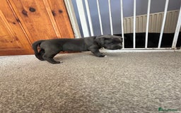 Mixed Breed dogs for sale: Four cane Corso and staff bullterrier mix.  - Image 17
