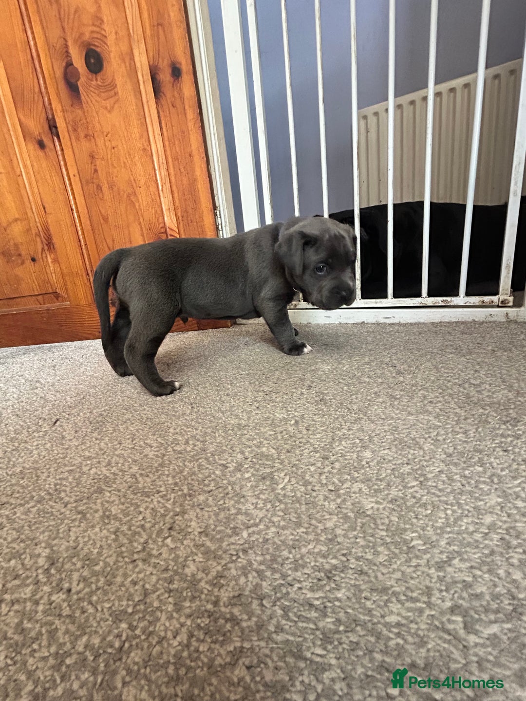 Mixed Breed dogs for sale: Four cane Corso and staff bullterrier mix.  - Image 17