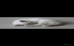 Ragdoll cats for sale: Beautiful blue ragdoll kittens - Image 2