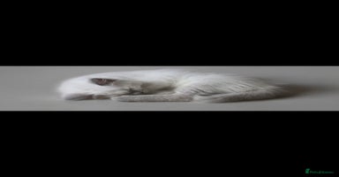 Ragdoll cats - Advert 16