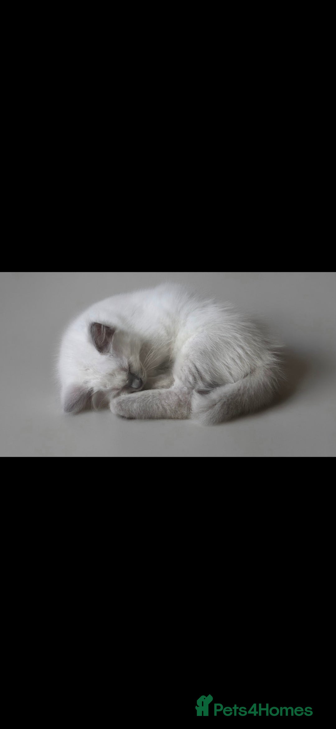 Ragdoll cats for sale: Beautiful blue ragdoll kittens - Image 2