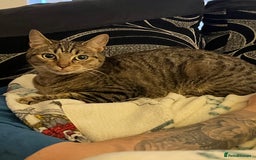 Mixed Breed cats for sale: Tabby cat  - Image 3