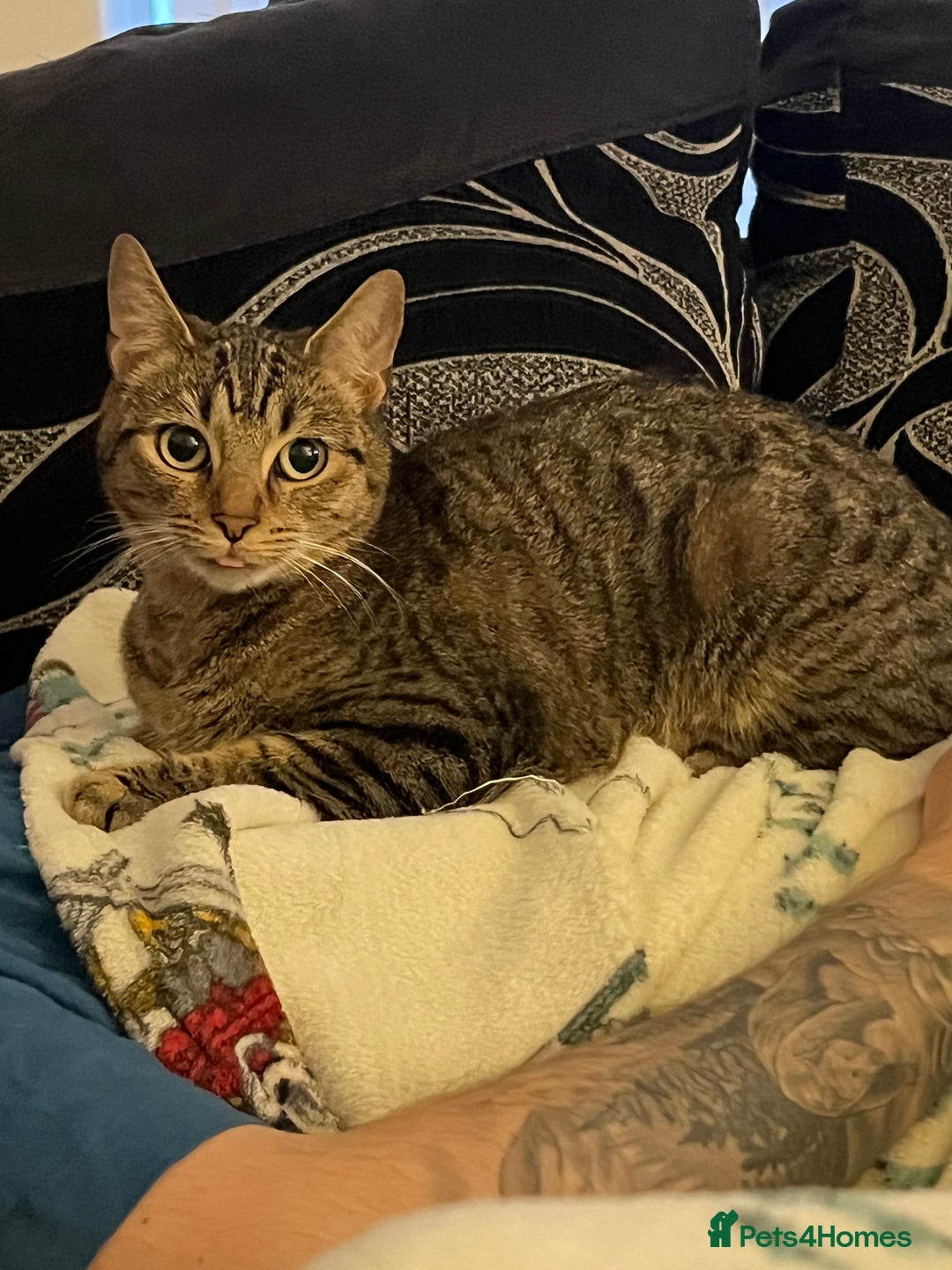 Mixed Breed cats for sale: Tabby cat  - Image 3