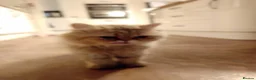 Persian cats for sale: Male Persian ginger cat - Advert 9