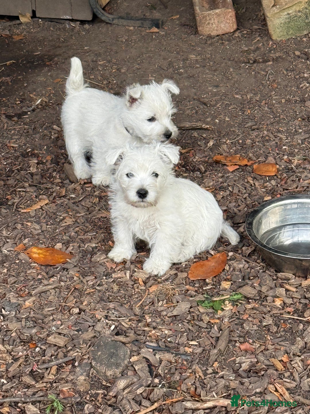 West Highland Terrier dogs for sale: Stunning West Highland White Terrier Babies - Image 5