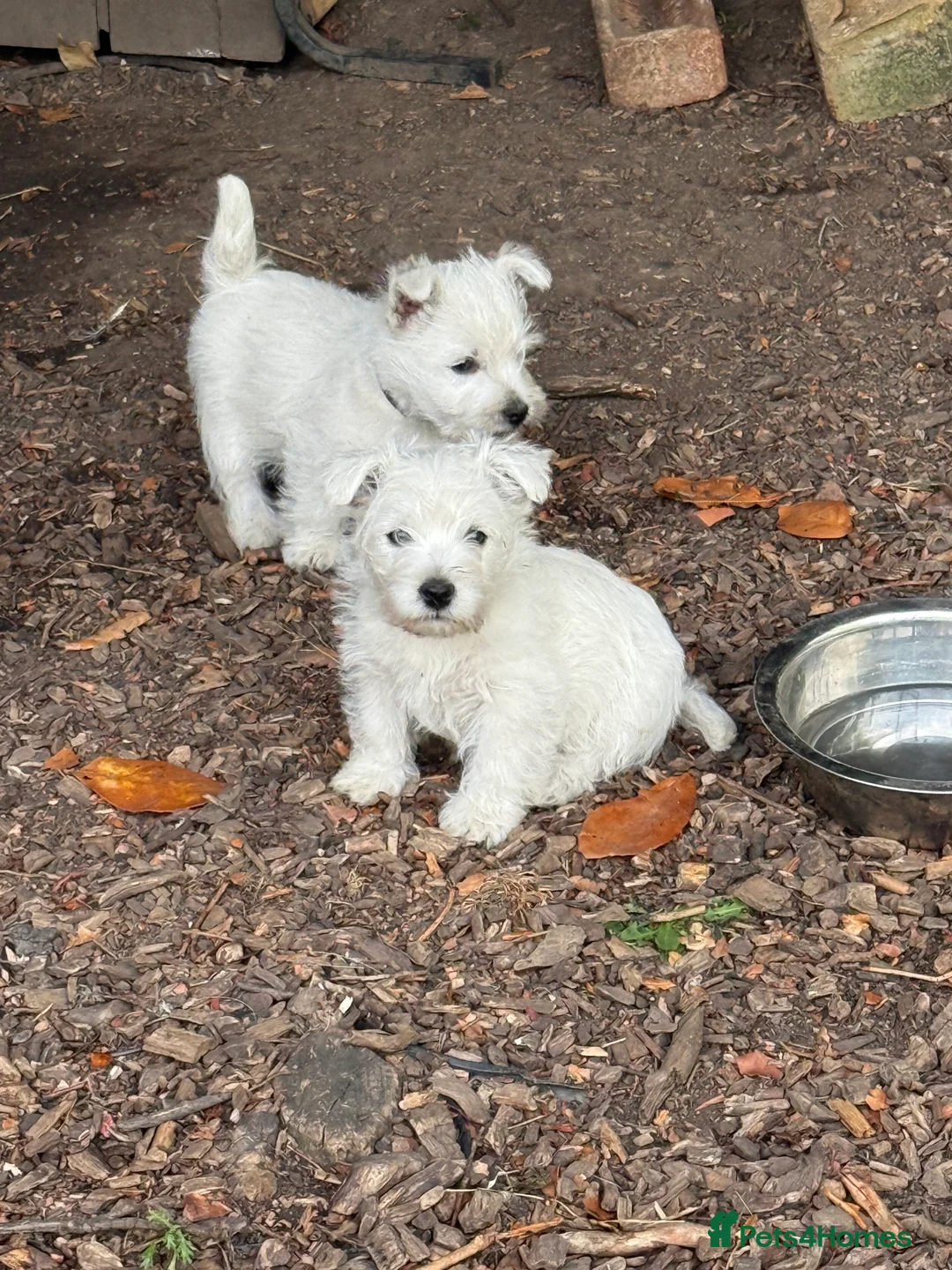 West Highland Terrier dogs for sale: PRICE REDUCED !!! 1 BOY AVAILABLE !!! - Advert 5