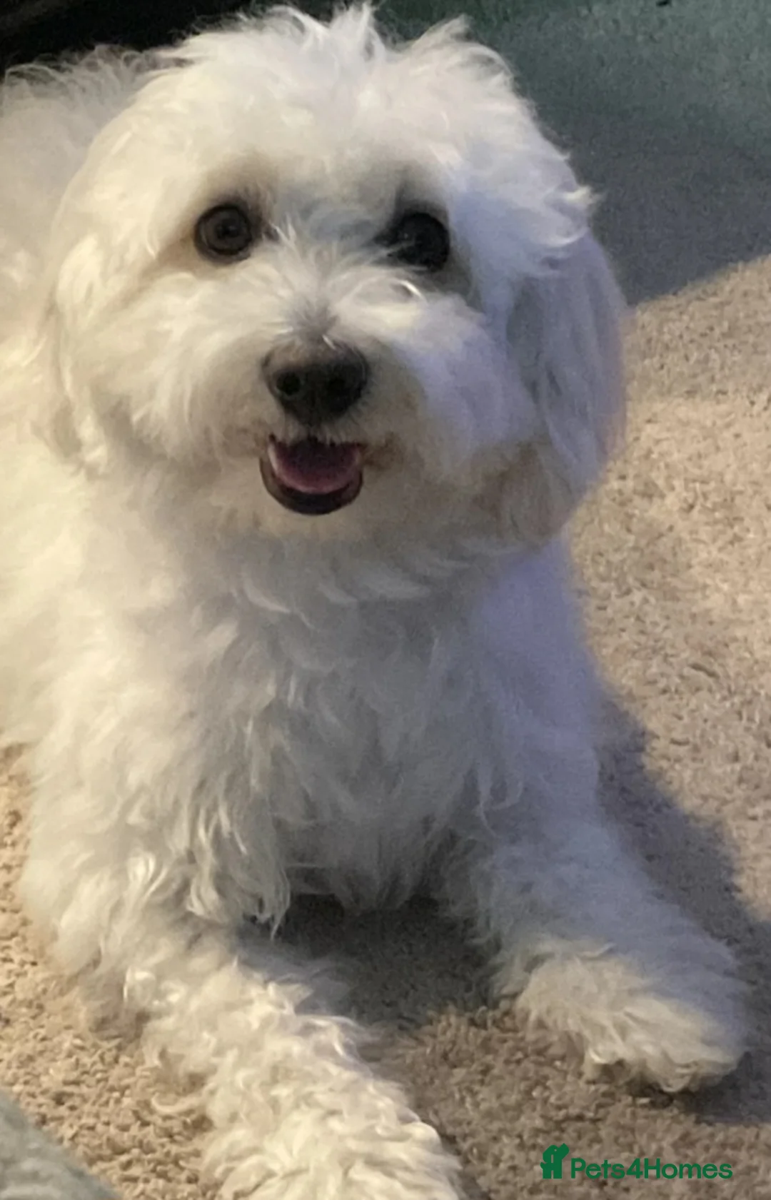 Maltipoo dogs for sale: Female Maltipoo - Advert 5