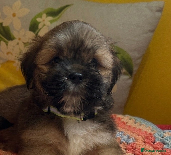 Lhasa Apso dogs RKC Registered Lhasa Puppies  - Advert 5