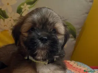 Lhasa Apso dogs RKC Registered Lhasa Puppies - Advert 5
