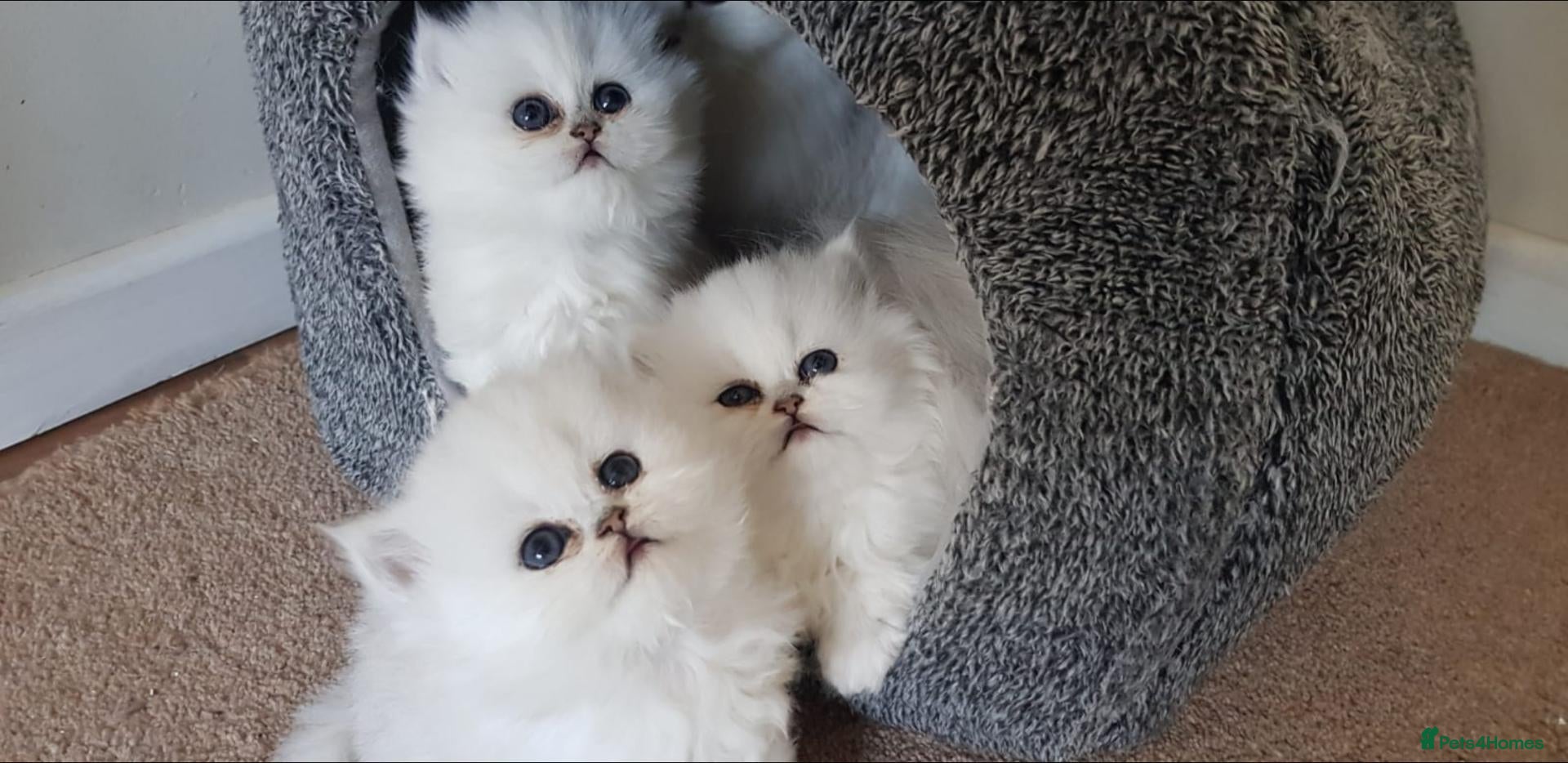 Persian cats Majestic Persian Chinchilla Kittens - Advert 1
