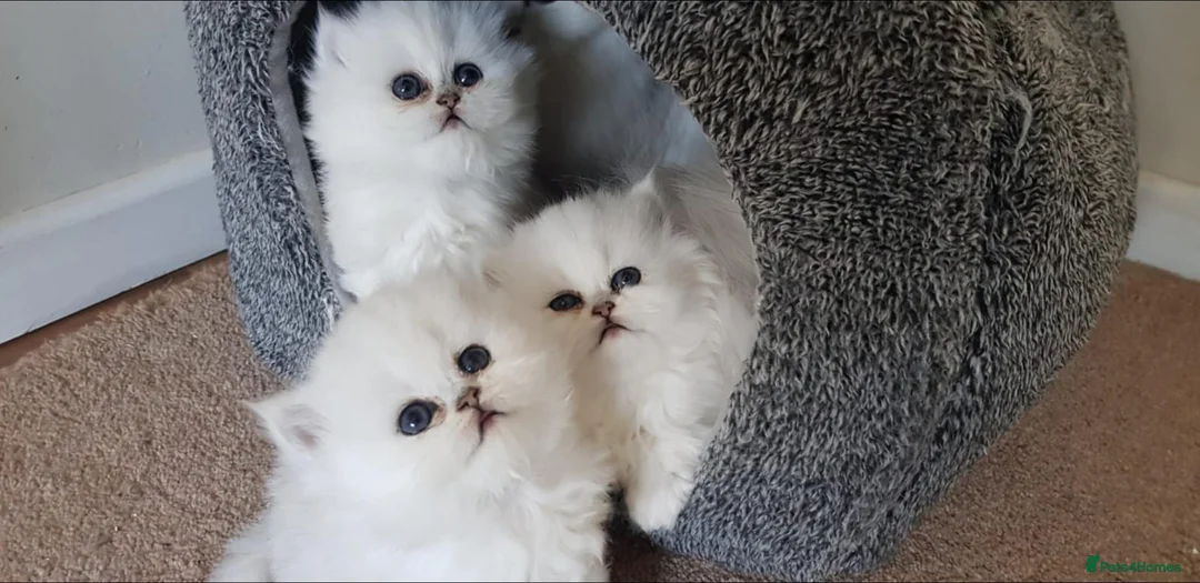 Persian cats for sale: Majestic Persian Chinchilla Kittens - Advert 1