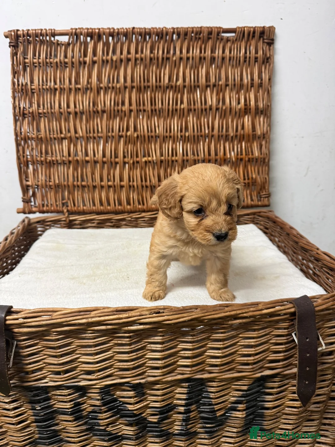 Cockapoo dogs for sale: F1 Toy Cockapoo Puppies – DNA-Tested Parents - Advert 1
