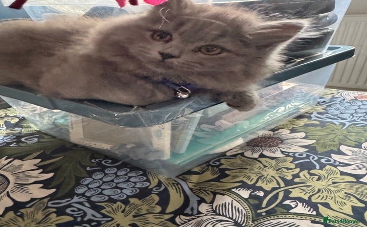 British Shorthair cats in Braintree - Advert 16
