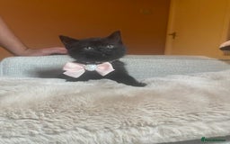 British Shorthair cats for sale: Solid Black British Shorthair  - Image 2