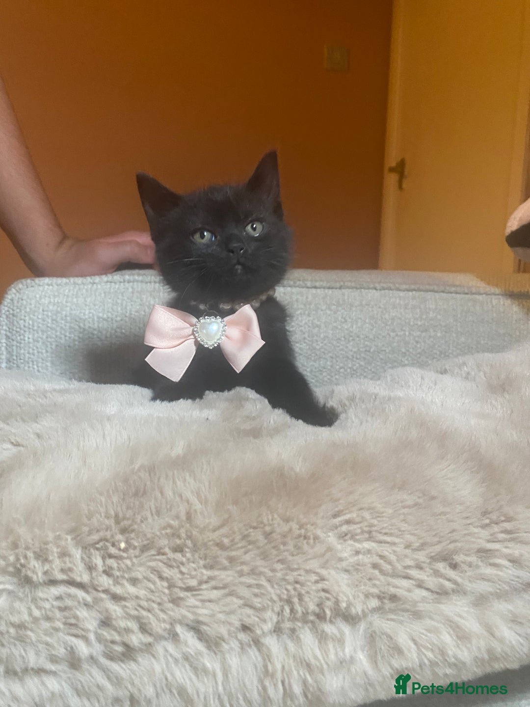 British Shorthair cats for sale: Solid Black British Shorthair  - Image 2