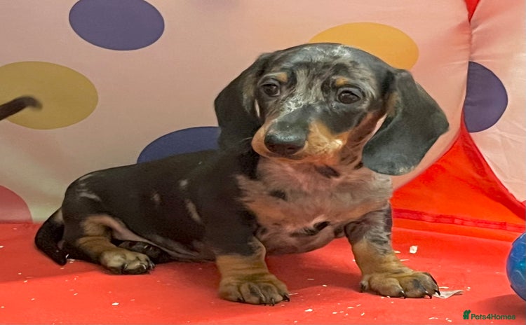 Dachshund dogs - Advert 1