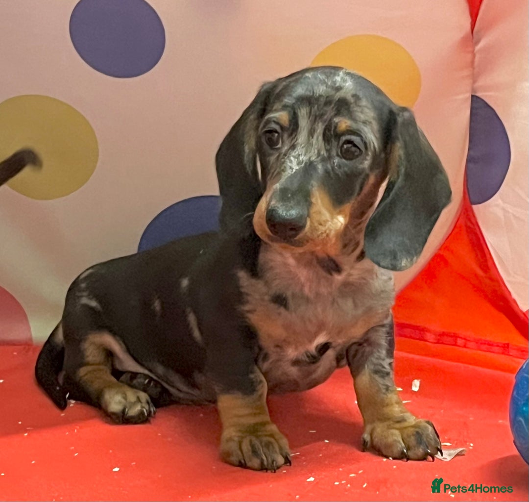 Dachshund dogs for sale: Beautiful miniature dachshund puppies  - Image 3