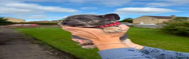 French Bulldog 3