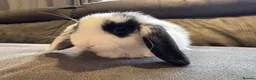 Mini Lop rabbits for sale: Pure Breed Mini Lop Babies  - Advert 12