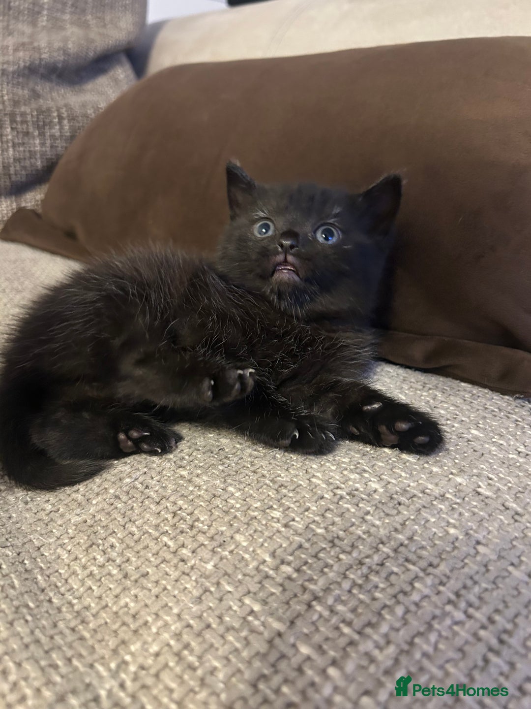 Mixed Breed cats for sale: Beautiful Kittens Available – Loving Homes Wanted - Advert 9