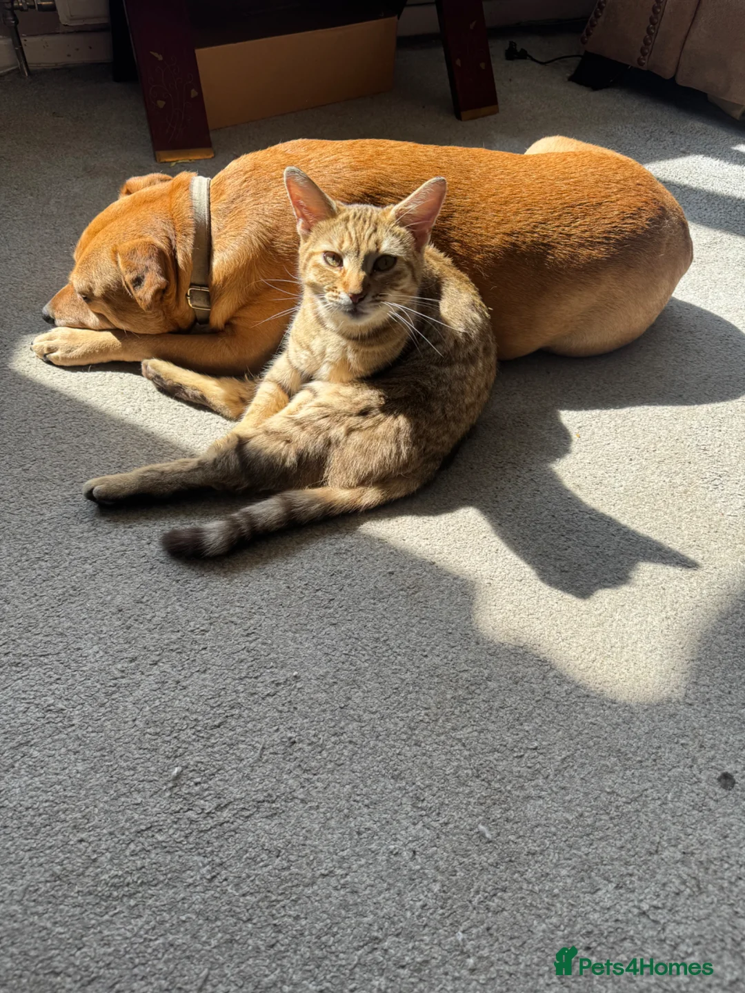Mixed Breed cats for sale: Lovely Wotsit - Advert 2