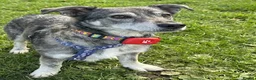 Mixed Breed dogs for adoption: Cody-looking for a home he can finally belong - Advert 3