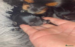 Cavapoo dogs for sale: Phantom Toy cavapoo puppies  - Image 3