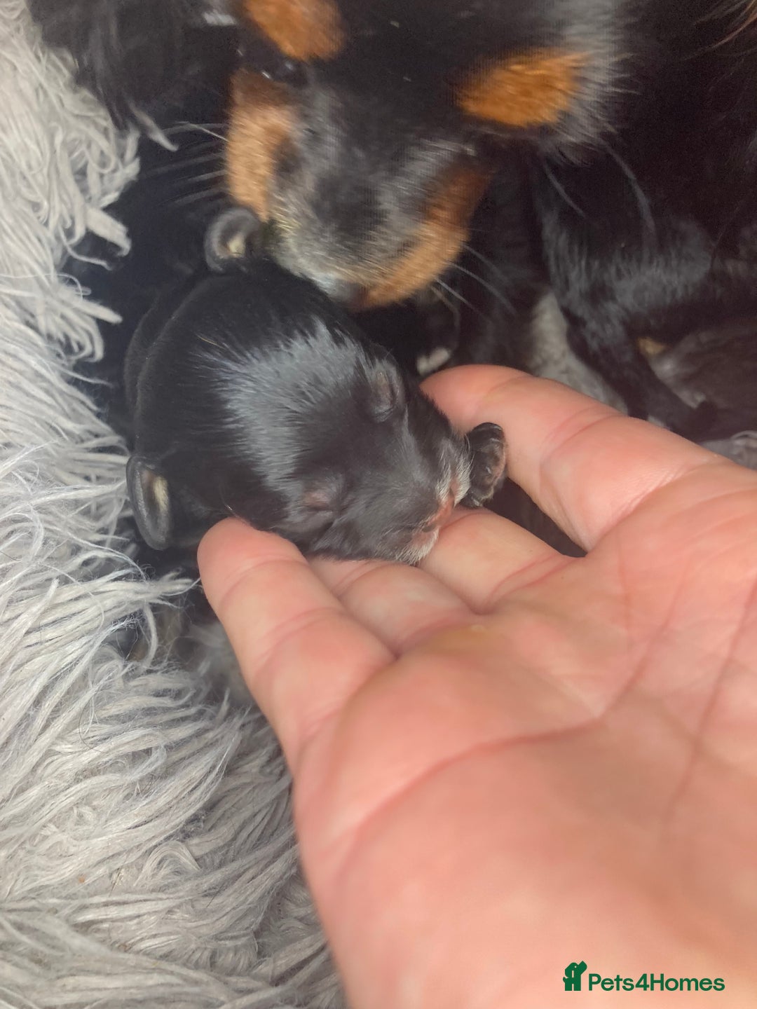 Cavapoo dogs for sale: Phantom Toy cavapoo puppies  - Image 3