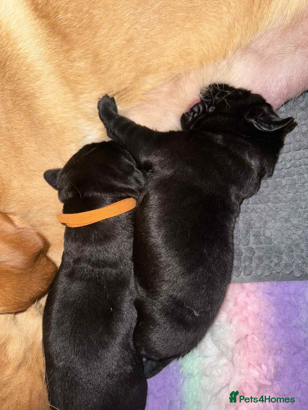Labrador Retriever dogs for sale: Kc registered Labrador 2 puppies left ! ⭐️⭐️⭐️⭐️ - Advert 18