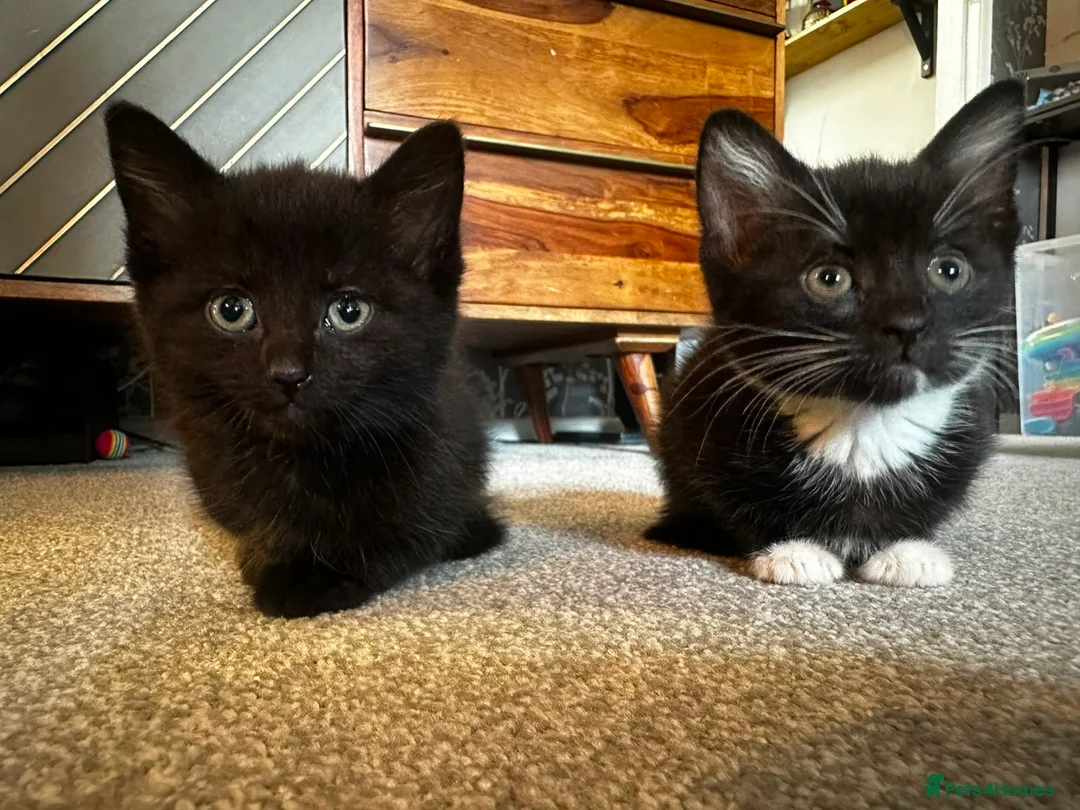 Mixed Breed cats for sale: Beautiful kittens looking for their forever homes  - Advert 1