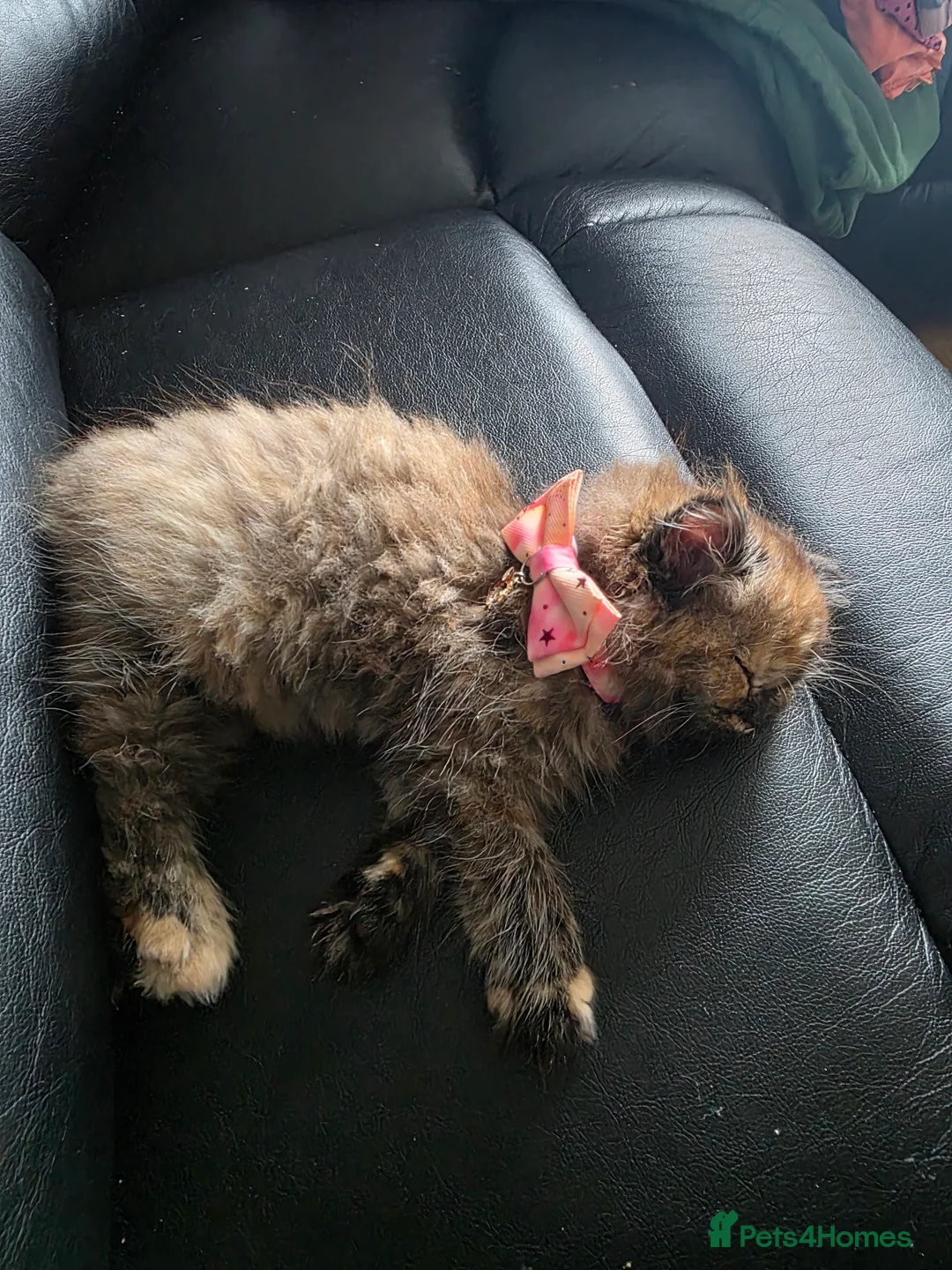 Mixed Breed cats for sale: 8 month old kitten  in Dunfermline - Advert 6