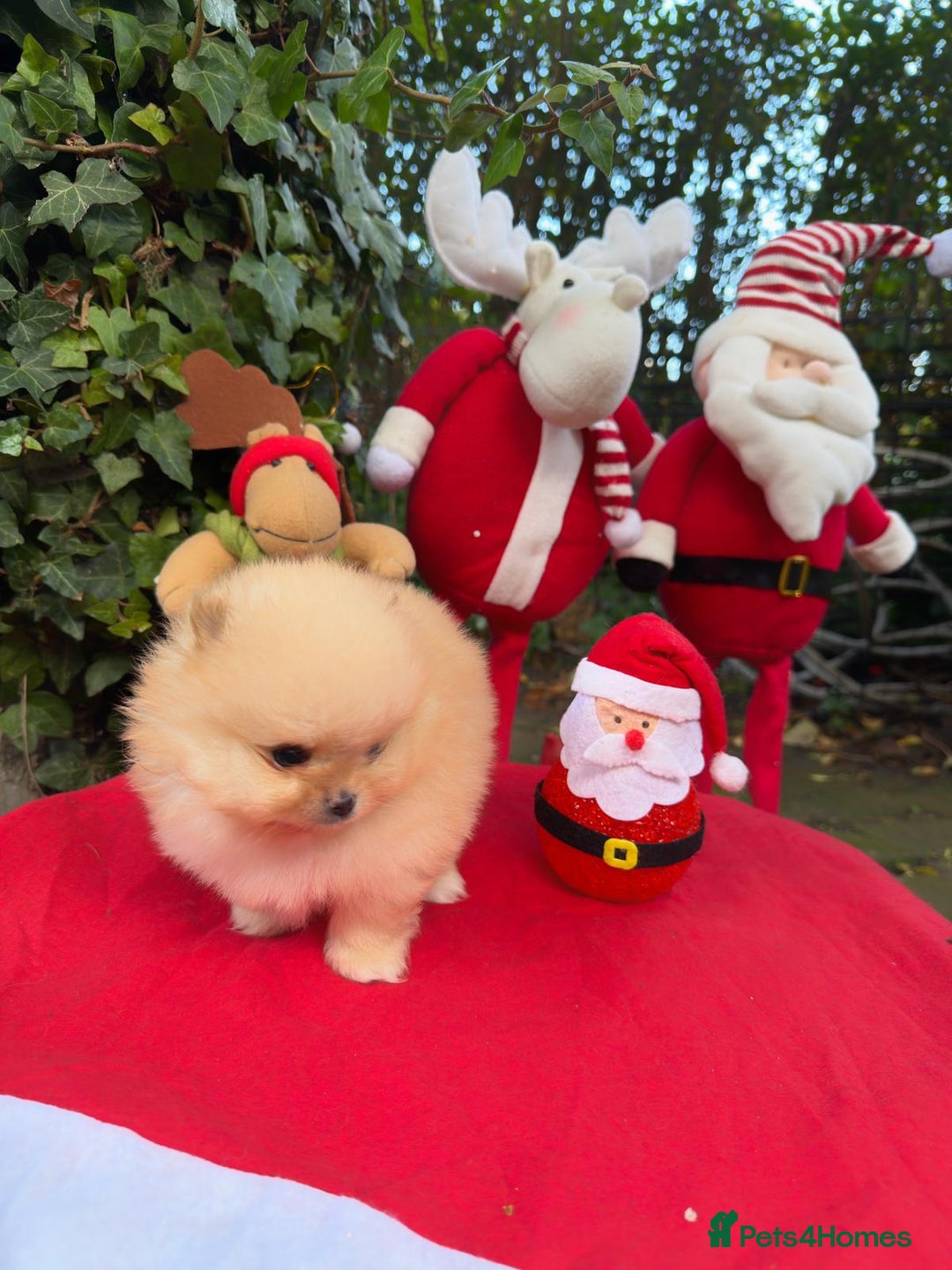 Pomeranian dogs for sale: Stunning Pomeranian Puppy Boys - Advert 4