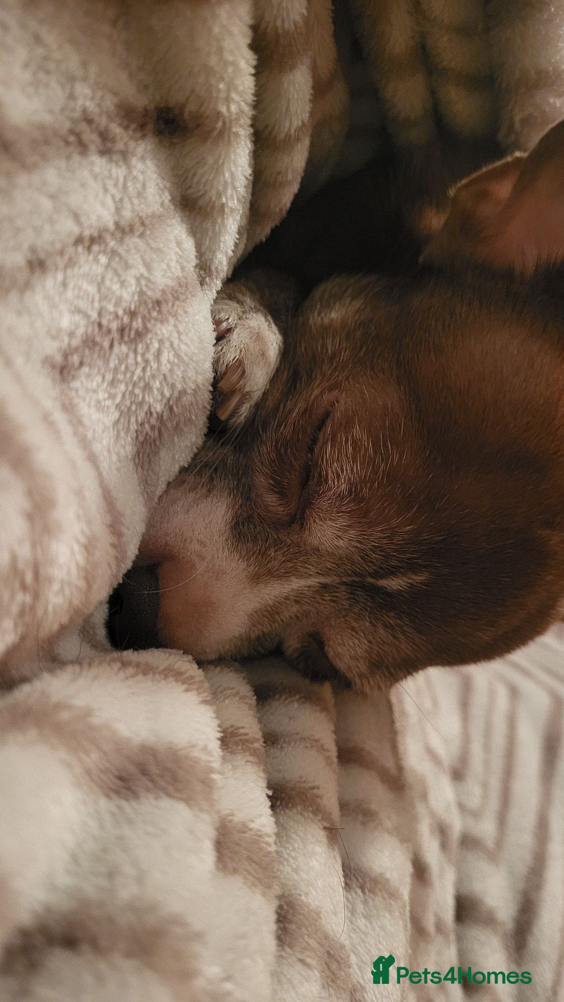 Chihuahua dogs Sad sale of male chihuahua - Advert 2