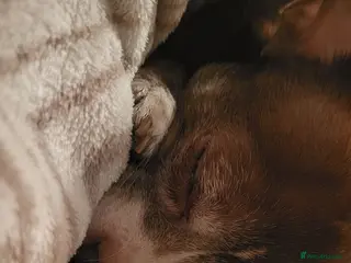 Chihuahua dogs Sad sale of male chihuahua - Advert 2